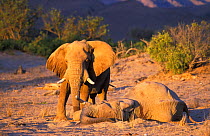 African bull elephant guarding body of dead elephant {Loxodonta africana} Kaokoland, Namibia