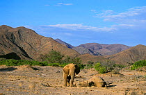 African bull elephant stands guard by body of dead elephant {Loxodonta africana} Kaokoland, Namibia