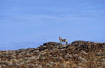 Hartmann's mountain zebra (Equus zebra hartmannae) Damaraland, Namibia