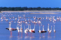 RF- Flock of Greater flamingo (Phoenicopterus ruber). Estosha National Park, Namibia. (This image may be licensed either as rights managed or royalty free.)