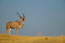 Greater kudu male {Tragelaphus strepsiceros} Chobe NP, Botswana