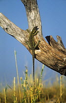Nile monitor {Varanus niloticus} climbing up dead tree trunk, Chobe NP, Botswana