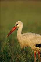 White stork portrait {Ciconia ciconia} Savute-Chobe NP, Botswana