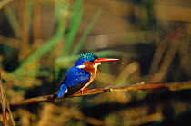 Malachite kingfisher perched {Alcedo cristata} Chobe river, Chobe NP, Botswana