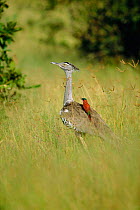 Kori bustard {Choriotis kori} with Carmine bee-eater {Merops nubicus} on back. Botswana