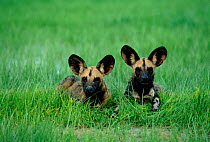 Two African wild dogs resting in summer grass {Lycaon pictus} Savute-Chobe NP, Botswana