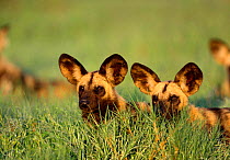Two African wild dogs in summer grass {Lycaon pictus} Savute-Chobe NP, Botswana