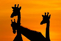 Giraffes, silhouetted of heads and necks at dawn {Giraffa camelopardalis} Botswana Savute-Chobe NP