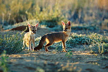 Two Cape fox pups playing {Vulpes chama} Kgalagadi Transfrontier P, South Africa