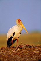 Yellow billed stork resting on 'knees' {Mycteria ibis} Chobe NP, Botswana