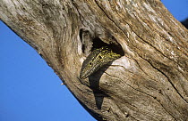 Nile monitor {Varanus niloticus} emerging from hole in dead tree trunk, Chobe NP, Botswana