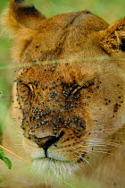 Lioness head covered in flies {Panthera leo} Masai Mara, Kenya