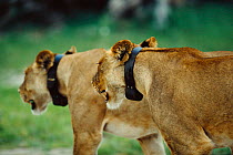 Two Lionesses fitted with radio tracking collars {Panthera leo} Chobe NP, Botswana