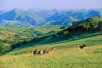 Common zebra group in summer landscape {Equus quagga} Itala GR, South Africa