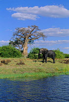 African elephant bull beside Chobe river + Boabab tree, Chobe NP, Botswana {Loxodonta africana