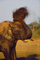 African elephant sprays itself with mud {Loxodonta africana} Linyanti, Botswana, Southern Africa. The mud-pack, when dry, forms a hard crust that deters insect attacks.