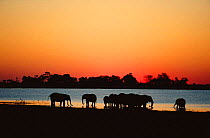 Herd of African elephants drinking at sunset {Loxodonta africana} Zibadianja lagoon, Linyanti, Botswana