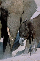 African elephant calf + mother {Loxodonta africana} Chobe river, Chobe NP, Botswana