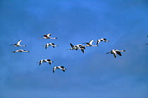 Lesser flamingoes in flight {Phoenicopterus minor} Walvis bay, Namibia
