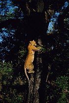 Leopard {Panthera pardus} climbing Jackal berry tree. Sabi sand GR, South Africa