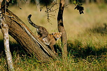 Cheetah cub, 3- month-old, {Acinonyx jubatus} Phinda GR, South Africa