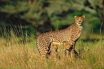Cheetah female with 3-month-old cubs {Acinonyx jubatus} Phinda GR, South Africa