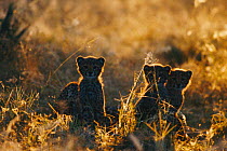Three Cheetah cubs, 3-month-old, at dawn {Acinonyx jubatus} Phinda GR, South Africa