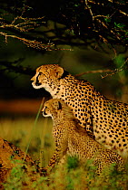 Cheetah female with 4-month-old cub {Acinonyx jubatus} Phinda GR, South Africa