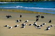 Southern black backed (Kelp) gulls {Larus dominicans} and Cormorants on beach, Robberg NR, South Africa