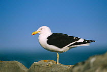 Southern black backed (Kelp) gull {Larus dominicans} Robberg NR, South Africa