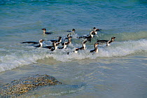 Black footed penguins in surf {Spheniscus demersus}  Cape peninsula NP, Boulders, South Africa