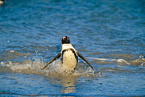 Black footed penguin coming out of sea {Spheniscus demersus}  Cape peninsula NP, Boulders, South Africa