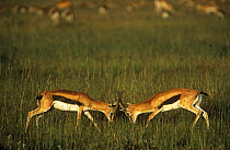 Two male Thomson's gazelle (Gazella thomsoni) fighting, Masai Mara GR, Kenya