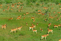Mixed herd of Coke's hartebeest {Alcelaphus buselaphus cokii} and Impala {Aepyceros melampus} Masai Mara GR, Kenya