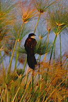 Coppery tailed coucal in reeds {Centropus cupreicaudus} Chobe river, Botswana