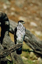 African hawk eagle perched {Hieraaetus spilogaster} Chobe river, Botswana {Aquila