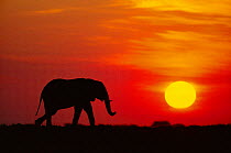 African elephant walking, silhouette at sunset {Loxodonta africana} Chobe river, Botswana