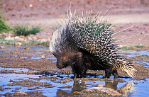 Porcupine at water {Hystrix africaeaustralis} Damaraland, Namibia