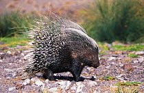 Porcupine portrait {Hystrix africaeaustralis} Damaraland, Namibia
