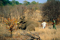 African elephant bull darted in relocation programme from Kruger NP to Mozambique {Loxodonta africana} 2002
