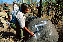 Marking African elephant bull darted in relocation programme from Kruger NP, South Africa, to Mozambique {Loxodonta africana} 2002