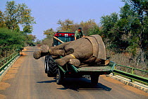 African elephant bull being relocated from Kruger NP to Mozambiqe {Loxodonta africana} 2002