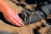 Checking breathing of tranquillised African elephant Relocation programme. Kruger NP to Mozambique {Loxodonta africana} 2002