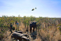 African elephant bull darted in relocation programme. S Africa Kruger NP {Loxodonta africana} translocation from Kruger NP to Mozambique 2002