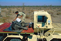Putting water over tranquillised young African elephant to keep it cool during transport from Kruger NP, South Africa, to Mozambique {Loxodonta africana} 2002