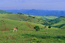 Itala Game Reserve with Common zebra {Equus quagga} Summer South Africa