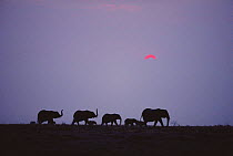 African elephants walking in line at dusk {Loxodonta africana} Chobe NP, Botswana