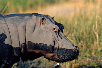 Hippo portrait {Hippopotamus amphibius} Chobe NP, Botswana, Southern Africa