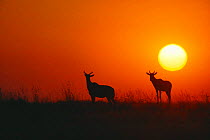 Two Topi silhouetted at sunset {Damaliscus lunatus} Savute-Chobe NP, Botswana, Southern Africa