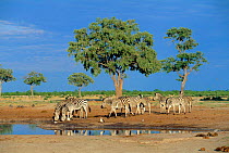 Herd of Common zebra drinking {Equus quagga} Savute Chobe NP, Botswana